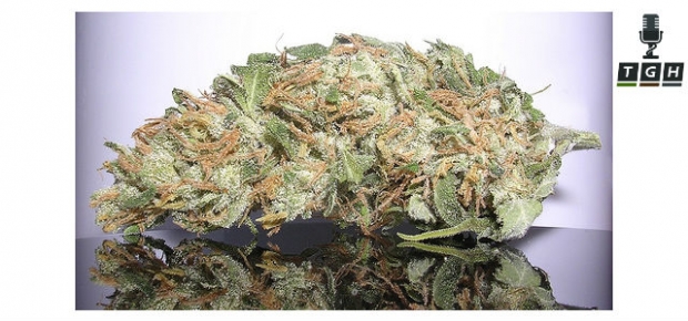 Acapulco Gold Acapulco Gold