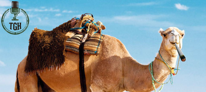Smoking Camels In The Hot Sun